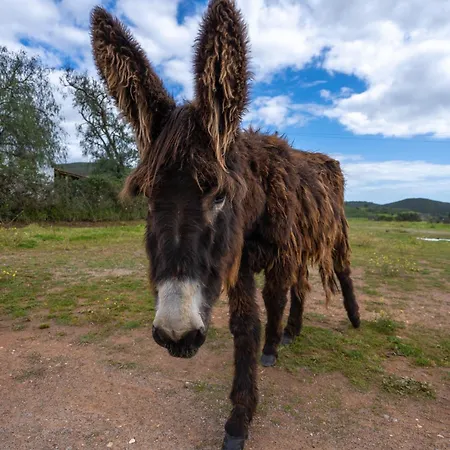Burro By Host Wise * 波尔蒂芒