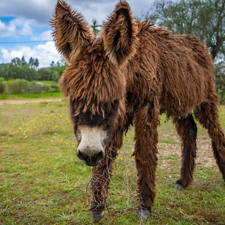 Bauernhof Burro By Host Wise