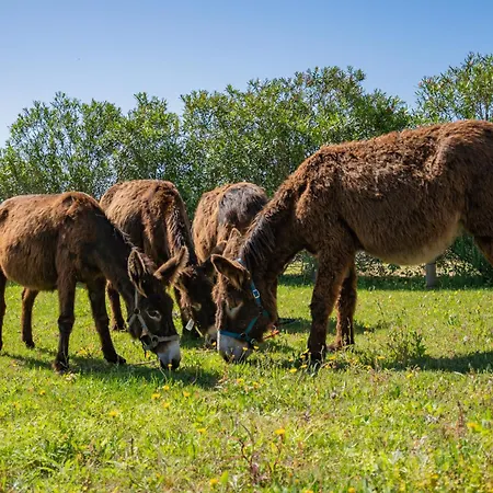 Burro By Host Wise Portimão