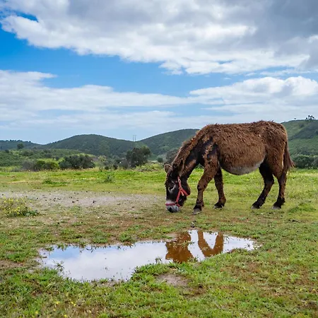 Burro By Host Wise Çiftlik konaklama Portimão