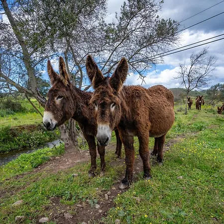 Burro By Host Wise Portimão