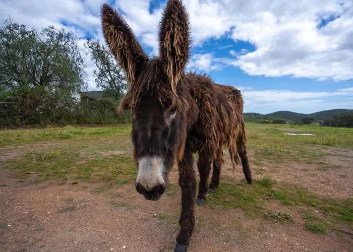 Burro By Host Wise * Портіман