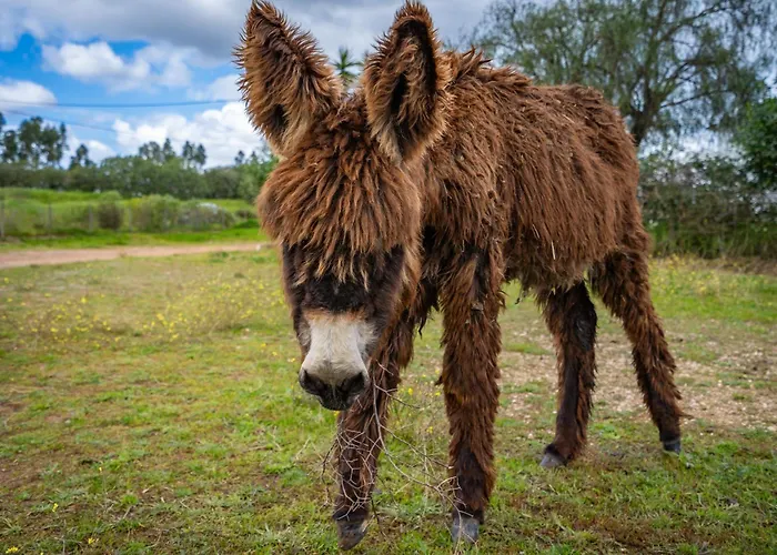 Gospodarstwo agroturystyczne Burro By Host Wise