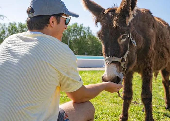 Burro By Host Wise *