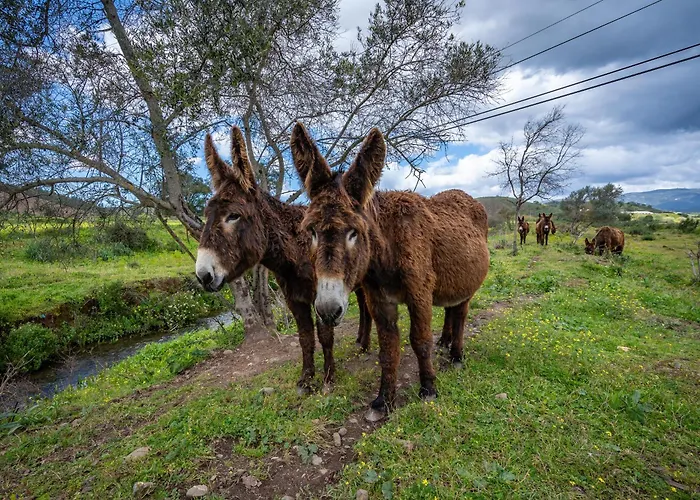 Burro By Host Wise بورتيماو