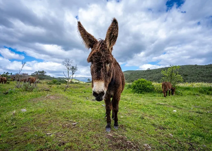 مزرعة للإقامة Burro By Host Wise *