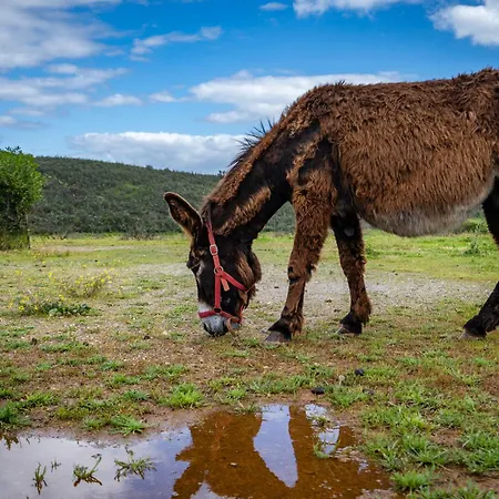 Burro Ville *