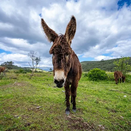 Farmház Burro By Host Wise *