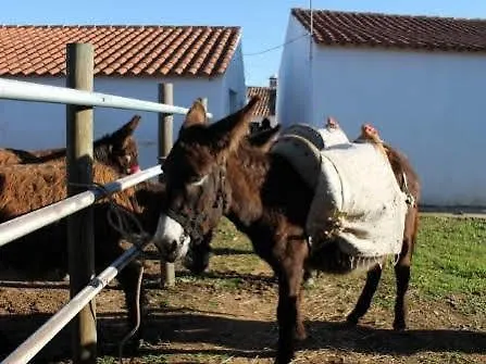 Burro Ville *