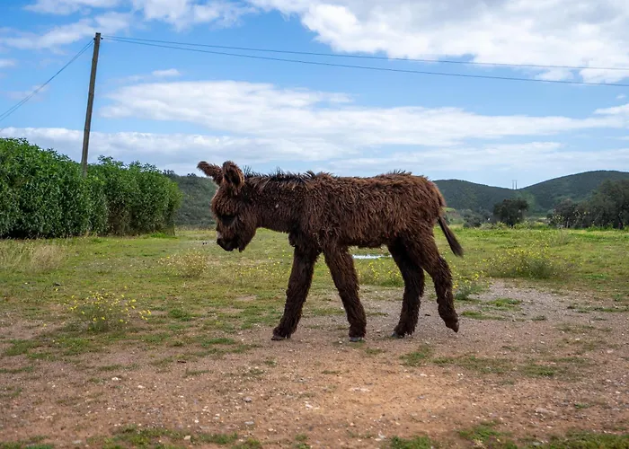 Farm stay Burro Ville Portimao