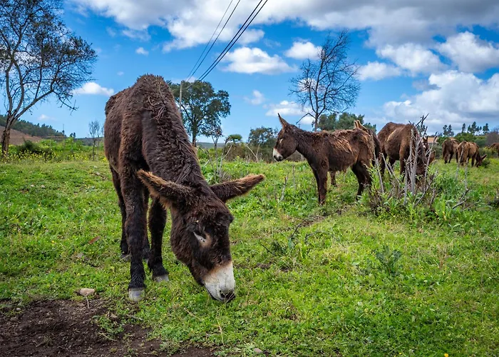 Farm stay Burro Ville *