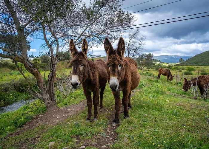 Farm stay Burro Ville *