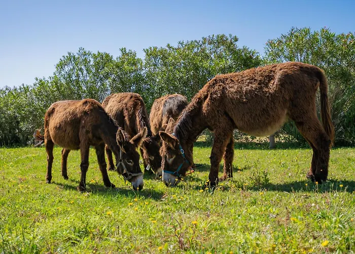 Burro Ville Portimao